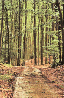 Gepflasterte Wege sind harmonisch mit der Waldlandschaft verbunden.
