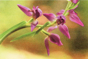 Cephalantere rubra – eine der unikalen Floragattungen.